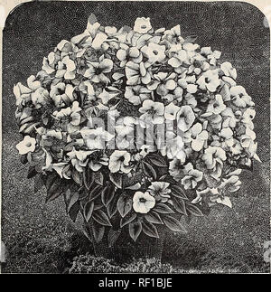 . [Catalogue de] Cottage Rose Garden, 1889. De l'Ohio de pépinière ; Catalogues Catalogues Fleurs. Catalogue de Rose Garden Cottage, Columbus, OHLO. Le Juncus ZEBRINUS-l'usine de Porcupine. Une drôle de plante avec des feuilles de pointe ronde, bagués transversalement et blanc pur, vert profond de plus en plus un mois et demi à trois pieds de haut, pour en faire des paniers et des vases '. 25 cents. JUSTICIA CARNEA. Une bonne plante pour la maison, pour la floraison de l'hiver- et .l'été. La production de grosses têtes de fleurs rose, très at- traction de. 15 cents chacun. JUSTICIA d'élégance. Même comme précédent, fleurs de couleur pourpre rose profond. 15 100 Banque D'Images