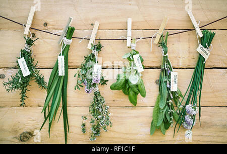 Un assortiment de bouquets d'herbes fraîches avec nom tags accroché contre un mur en bois sur une chaîne avec le romarin, basilic, thym, sauge Banque D'Images