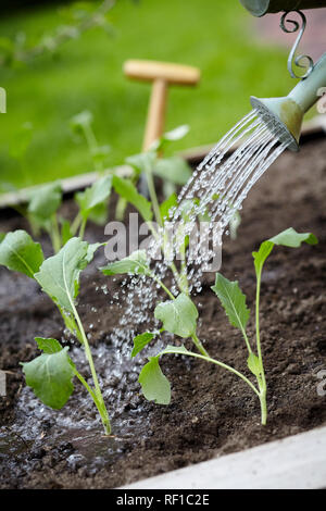 Arroser les jeunes plants nouvellement transplantés avec un bidon à un gros plan sur le jet d'eau de la buse Banque D'Images