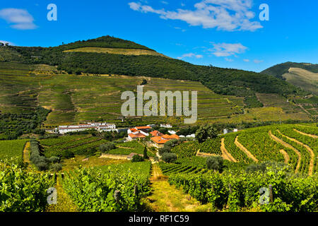 Vignobles Quinta das Carvalhas et Quinta da Roeda dans les vignobles de la région viticole du Haut-Douro, Pinhao, Vallée du Douro, Portugal Banque D'Images