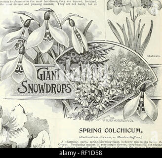 . Catalogue de bulbes, de plantes et de graines pour les semis d'automne.  : 1895. L'industrie des semences et les catalogues commerciaux ; Graines de legumes catalogues ; graines de fleurs Graines d'herbes ; Catalogues Catalogues. . Veuillez noter que ces images sont extraites de la page numérisée des images qui peuvent avoir été retouchées numériquement pour plus de lisibilité - coloration et l'aspect de ces illustrations ne peut pas parfaitement ressembler à l'œuvre originale.. Peter Henderson &AMP ; Co ; Henry G. Gilbert Pépinière et du commerce de semences Catalogue Collection. New York : Peter Henderson &AMP ; Co. Banque D'Images