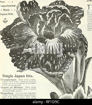 . Catalogue de bulbes, de plantes et de graines pour les semis d'automne.  : 1895. L'industrie des semences et les catalogues commerciaux ; Graines de legumes catalogues ; graines de fleurs Graines d'herbes ; Catalogues Catalogues. 30 PETER HENDERSON &AMP ; CO., NEW YORK.^ampoules. Nouvelles • • • • Rare Importation d'Iri Japon&gt ;. Seul le Japon Iris. Thunderbolt. Riche violet purple, veiné de retour : jaune à ba-e de pétales ; centre smuU pétales de lavande, héliotrope et mauve. Reine des Blancs. Blanc pur avec veines blanches ; base de pétales de lumière à plumes ye'.faible. Magnifica. Sol couleur heli- otrope, veiné de noir ; tous les pétales mar- gined w Banque D'Images