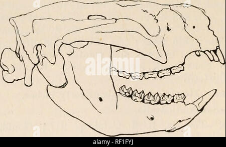 . Catalogue des mammifères marins de l'Australie, avec des notes d'introduction sur la mammalogie générale. Mammifères -- Australie. 26 PHASCOLARCTIN^. hallux présents, grand, largement opposable, avec un large, nailless, terminal pad. Queue (sauf dans Phascolarctus) très long, et presque toujours préhensile. Simple à l'estomac. Co3cum présent (sauf dans Tarsipes). Pouch bien développés, l'ouverture de l'arrière. I. Sous-famille-PHASCOLARCTINJE. Qui veut de la queue. Museau court et large. Pas extensile langue maternelle. Sachet joue présent. Ccecum grand et compliqué. De grandes dents. Genre I.-PHASCOLARCTUS, Blainwlk (1816). Grande taille ; former de très gros et clu Banque D'Images