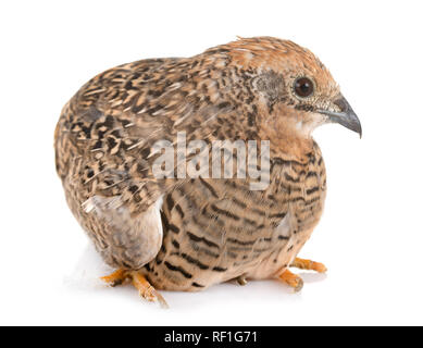 Caille King in front of white background Banque D'Images