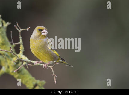 Verdier, Carduelis chlorure, sur une branche en hiver, Mid Wales Banque D'Images