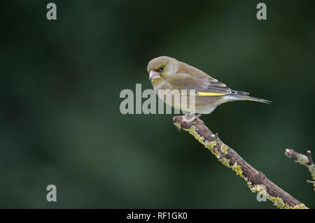 Verdier, Carduelis chlorure, sur une branche en hiver, Mid Wales Banque D'Images