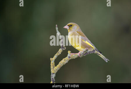 Verdier, Carduelis chlorure, sur une branche en hiver, Mid Wales Banque D'Images