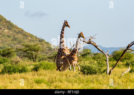 L'accouplement de deux girafes dans la savane du Parc de Samburu dans le centre du Kenya Banque D'Images