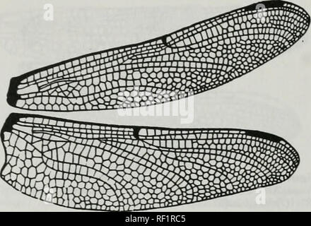 . Catalogue de la famille-groupe, genre-groupe et groupe d'espèces noms des Odonates du monde. Odonata Odonates Libellules ; ; ; ; ; Les Demoiselles Libellules demoiselles. Ani:Goin:Goin:Lin:LindenUni Diastatomma Burmeisier (suite), 1839. Veuillez noter que ces images sont extraites de la page numérisée des images qui peuvent avoir été retouchées numériquement pour plus de lisibilité - coloration et l'aspect de ces illustrations ne peut pas parfaitement ressembler à l'œuvre originale.. Les ponts, Charles A. Urbana, Ill. : Charles A. Bridges Banque D'Images