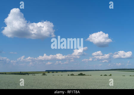 Région de Podolie en Ukraine, de printemps. Champ de blé vert et bleu ciel Banque D'Images