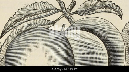 . Catalogue des arbres fruitiers et ornementaux : vignes, petits fruits, arbustes, plantes, roses, etc.. Pépinières (Horticulture) Vincennes Indiana ; Catalogues Catalogues des plants des arbres de fruits ; fruits ; plantes ornementales, Catalogues Catalogues. 24 ILLl'STRÉ AXEN CATALOGUE DESCRIPTIF -Pruuus Pissardii. À partir de la Perse ; c'est un arbre ornemental très avec feuillage pourpre ; les fruits sont de taille moyennes : rond, ovale, de couleur pourpre foncé, juteuse et assez bonne, mais souhaitable pour cuisiner ;-}- dur et productifs ; libre frcm la prune. Pour une description complète voir d'arbres ornementaux. * =Sang Satsuma. Une belle grande de prune Banque D'Images