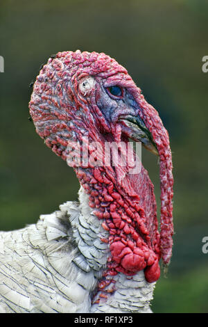 Le dindon sauvage (Meleagris gallopavo) - mâle Banque D'Images