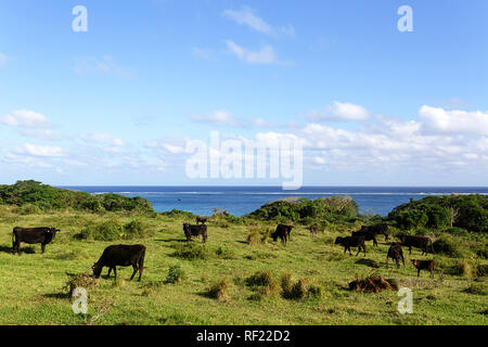 Vaches qui paissent au bord de la mer sur l'Île Ishigaki, Japon Banque D'Images