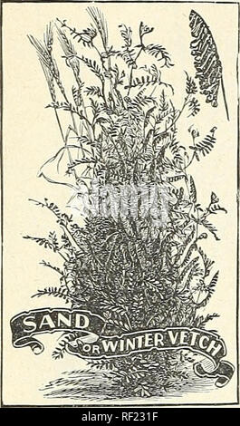 . Catalogue de bulbes d'automne : 1898. L'industrie des semences et les catalogues commerciaux ; Graines de legumes ; Catalogues Catalogues de graines de fleurs Graines d'herbes ; catalogues ; bulbes (plantes) Graines de catalogues. 68 PETER HENDERSON &AMP ; CO., NEW YORK-semences de ferme pour les semis d'automne. Le sable, ou d'hiver (VESCE Vicia. Yillosa) C'est la première récolte pour la coupe ou le labourage de printemps, en étant près d'un mois plus tôt que le trèfle rouge et beaucoup plus robuste.. Trèfle rouge ou pourpre... {Trifolium incarnatum.) La plante la plus précieuse pour restaurer la fertilité des sols usés =out. S'il réussit et produit de bonnes récoltes sur des sols sablonneux, pauvres Banque D'Images