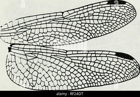 . Catalogue de la famille-groupe, genre-groupe et groupe d'espèces noms des Odonates du monde. Odonata Odonates Libellules ; ; ; ; ; Les Demoiselles Libellules demoiselles. Xm chiffres.ioi Ani:Lib:Lib:Libcllulinae AethioUiemis Martin, 1908 Ani:Llb:Lib:Libcllulinae Amphithcmis (suite) Selys, 1891. Veuillez noter que ces images sont extraites de la page numérisée des images qui peuvent avoir été retouchées numériquement pour plus de lisibilité - coloration et l'aspect de ces illustrations ne peut pas parfaitement ressembler à l'œuvre originale.. Les ponts, Charles A. Urbana, Ill. : Charles A. Bridges Banque D'Images