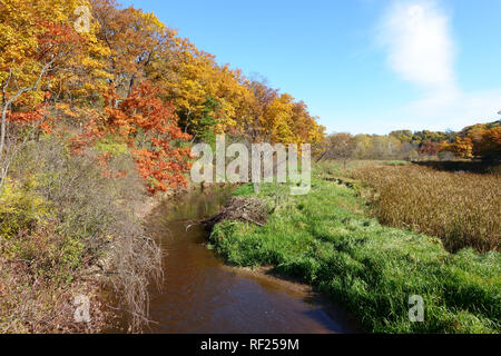 Couleurs d'automne du ruisseau Grindstone flanc à Burlington, Ontario's Hendrie Valley. Banque D'Images