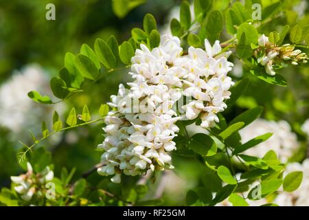 Le robinier (Robinia pseudoacacia), fleurs, Thuringe, Allemagne Banque D'Images