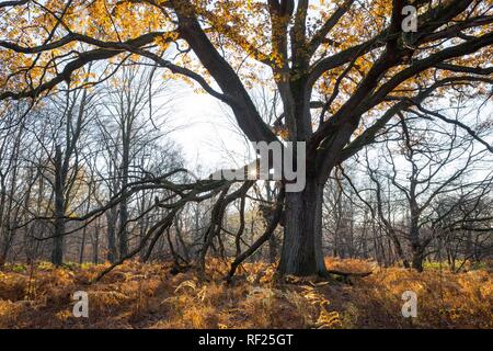 Anglais d'automne chêne (Quercus robur) et Fougère (Pteridium aquilinum) décolorée en rétro-éclairage, Sababurg Jungle, Reinhardswald Banque D'Images