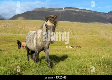 Cheval gris (Equus islandicus) sur les pâturages, Sauðárkrókur, Akrahreppur, boutiques vestra, Islande Banque D'Images