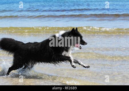 Chien domestique (Canis lupus familiaris), mixed-breed exécuté sur la plage, Schleswig-Holstein, Allemagne Banque D'Images