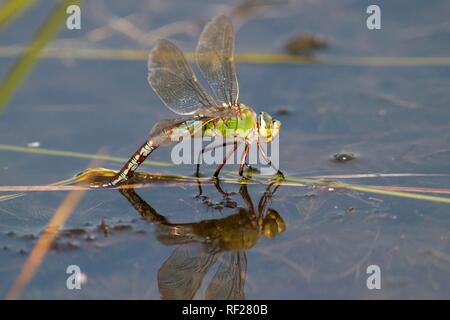 Hawker Aeshna cyanea (sud), les femelles pondent, Hesse, Allemagne Banque D'Images