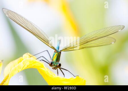 Bagués femelle calopteryx splendens (demoiselle) sur fleur de drapeau jaune (Iris pseudacorus), vue frontale, Hesse, Allemagne Banque D'Images