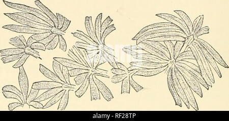 . Catalogue des plantes fossiles de la flore Glossopteris dans le département de géologie. La paléobotanique -- ; Carbonifère La Paléobotanique -- Catalogues et collections ; les plantes, les combustibles -- Catalogues et collections. 26 PHYLLOTHECA. Cette espèce est très imparfaitement connu, seulement quelques spécimens avaient été obtenus d'Dudrajpur, dans le Rajmahal Hills, l'horizon de ce qui est dubitatif affecté au groupe de Raniganj. L'union des feuilles dans une gaine, près de leur attachement à la poste, n'est pas très évident dans les chiffres donnés par Feistmantel. Si cette plante est correctement classées dans le genre Phyllotheca, Banque D'Images