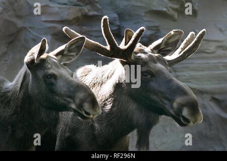 L'orignal ou l'Élan (Alces alces) et bull à vache ZOOM Erlebniswelt, zoo moderne sans cages à Gelsenkirchen, Rhénanie du Nord-Westphalie Banque D'Images