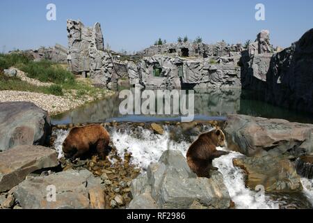 L'ours Kodiak (Ursus arctos middendorffi), ZOOM Erlebniswelt, zoo moderne sans cages à Gelsenkirchen, Rhénanie du Nord-Westphalie Banque D'Images