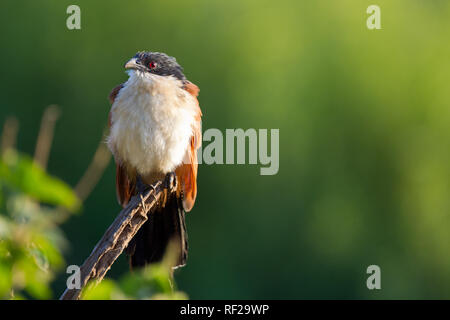 Burchell, Centropus burchelli, bouillonnante, souvent a l'appel du troupeau dans la brousse autour de Kruger National Park, la province du Limpopo, Afrique du Sud. Banque D'Images