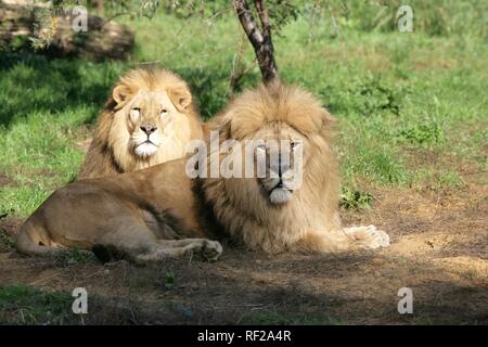 Les lions (Panthera leo) au Zoo ZOOM Erlebniswelt Gelsenkirchen, en Rhénanie du Nord-Westphalie Banque D'Images