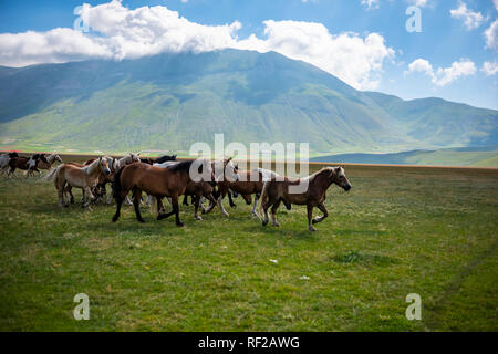 L'Italie, l'Ombrie, Parc National des Monts Sibyllins, chevaux sur Piano plateau Grande di Castelluccio di Norcia Banque D'Images