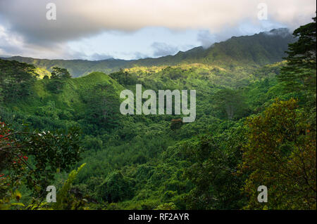 Le Kuilau Ridge Trail explore l'intérieur montagneux pittoresque de Kauai à Hawaii, United States. Banque D'Images