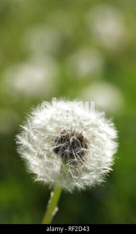 Horloge pissenlit (Taraxacum sect. Ruderalia) Banque D'Images
