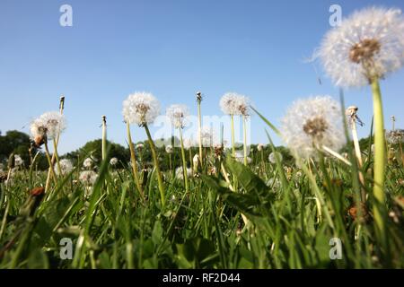 Pré des fleurs de pissenlits (Taraxacum sect. Ruderalia) en fleur, Marguerite commune (Bellis perennis) Banque D'Images