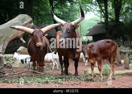 Ou Watussi Watusi (Bos taurus), les bovins bull au milieu, vache veau, de gauche à droite, Zoom Erlebniswelt, zoo de Gelsenkirchen Banque D'Images