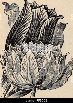 . Catalogue de bulbes et plantes d'hiver. Plantes, graines de fleurs ornementales ; Catalogues Catalogues ; bulbes (plantes) ; Catalogues Catalogues commerciaux Ohio Urbana. de rouge. Offre spéciale pour 30 cents J'envoie par la poste à l'adresse de l'ensemble complet de 15 Tulipes unique nommé splendide, comme décrit ci-dessus. Tulipes DOUBLE CHOIX.e. Tulipes doubles ont des Howers de brillants et de couleurs variées, de nuances et de marquages. Ils sont très bien adaptés pour des lits sur la pelouse, dans le jardin, et pour se mêler dans des massifs d'une demi-douzaine ou plus autour des bords des shrubberv. Ils sont exceeduigly opposable. Les premières sortes n'sple Banque D'Images