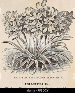 . Catalogue de bulbes pour l'hiver et le printemps en fleurs. Pépinière, Pennsylvanie, catalogues, des fleurs, des catalogues ; bulbes (plantes), catalogues. ALSTRCEMERIAS. faveur puisqu'ils sont être- prochaines mieux connus. Bien drainé à sec en po- sitions qu'ils sont l'un des groupes les plus utiles en culture ; hardy quand bien établi, et très variées en col- ors (orange, jaune, rouge, rose, blanc et noir, magnifiquement mélangé - beaucoup de sortes d'être rayé et blotched). Bloom libre- ers. Les racines des plantes un pied de profondeur. Variétés mixtes, 15 cts. chaque, 1,50 $ la douzaine.. AMARYLLIS BELLADONNA SPECTABILIS. L'Am Banque D'Images
