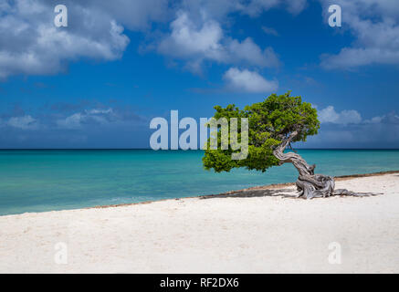 Fototi (arbre altéré souvent confondu avec Divi Divi) sur la plage d'Aruba, Antilles Banque D'Images