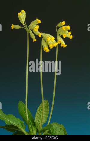 Coucou bleu (Primula officinalis Primula veris ou), plante médicinale Banque D'Images