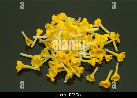 Coucou bleu (Primula officinalis Primula veris ou), plante médicinale Banque D'Images