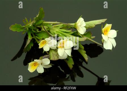 Heartsease ou Pansy Sauvage (Viola tricolor), plante médicinale Banque D'Images