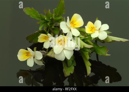 Heartsease ou Pansy Sauvage (Viola tricolor), plante médicinale Banque D'Images