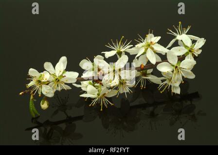 Prunellier ou prunelle (Prunus spinosa), plante médicinale Banque D'Images