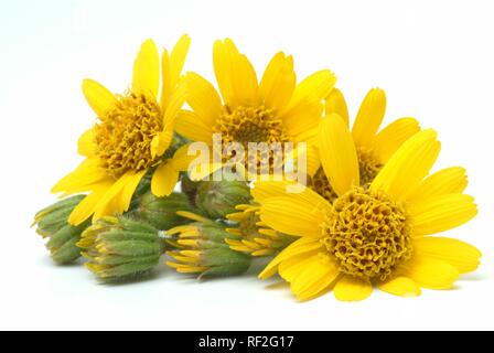 Leopard's Bane, Wolf's Bane ou arnica des montagnes (Arnica montana), k Banque D'Images