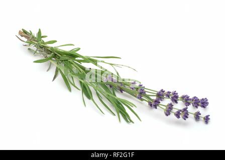 Ou l'anglais commun lavande (Lavandula angustifolia Lavendula officinalis), plante médicinale Banque D'Images