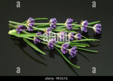 Ou l'anglais commun lavande (Lavandula angustifolia Lavendula officinalis), plante médicinale Banque D'Images