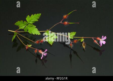 Herb Robert (Geranium robertianum), k Banque D'Images