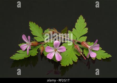 Herb Robert (Geranium robertianum), k Banque D'Images