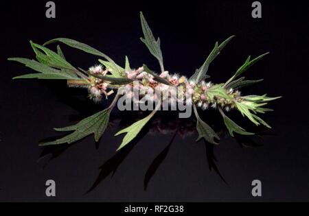 Motherwort, millepertuis, l'oreille du Lion ou queue du Lion (Leonurus cardiaca) Banque D'Images